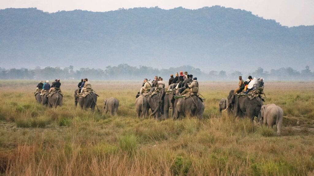 kaziranga national park