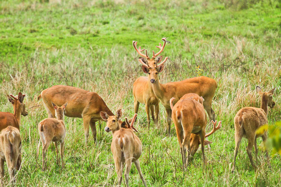 kaziranga national park tour